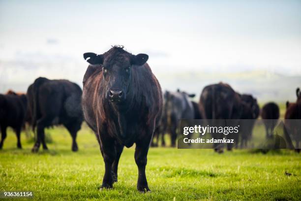 beef cattle open range on large ranch - beef stock pictures, royalty-free photos & images