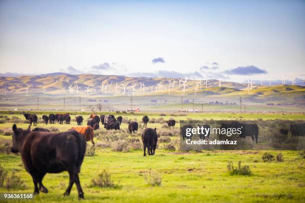 Open Ranch Fields 396 Open Field Cows Stock Photos, High-Res Pictures, and Images - Getty ...