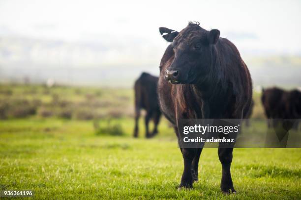 rundvlees vee open bereik op grote ranch - aberdeen angus stockfoto's en -beelden