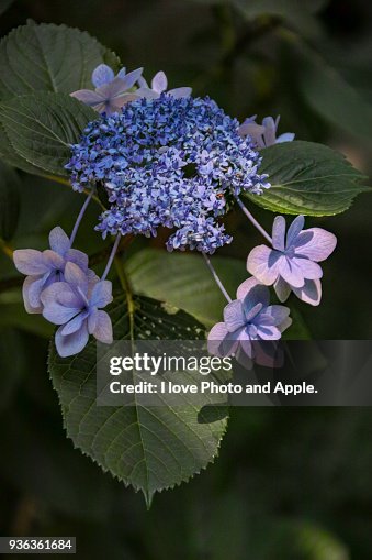 Hydrangea Hydrangea