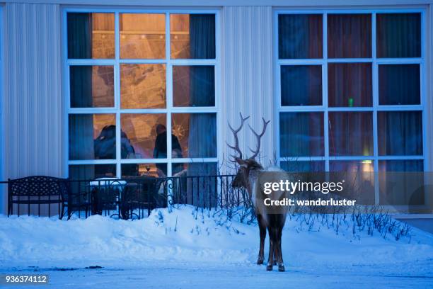 elk gluurt binnen de kaart kamer in yellowstone op een koude winternacht - thermal suit stockfoto's en -beelden