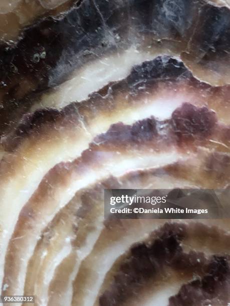 texture - shell texture stock pictures, royalty-free photos & images