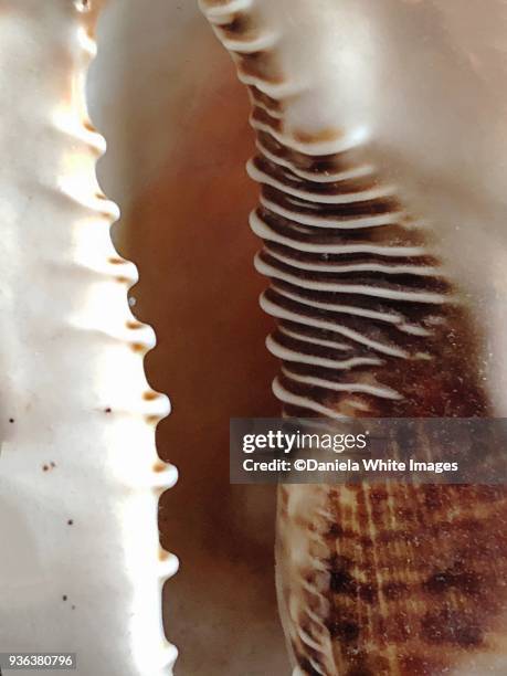 576 Smooth Shell Stock Photos, High-Res Pictures, and Images - Getty Images