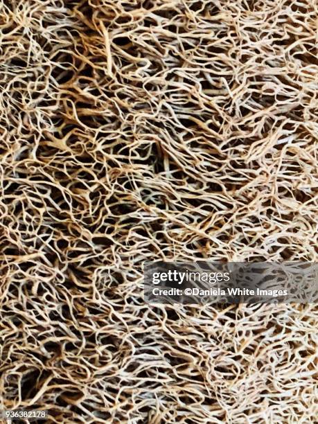 texture - loofah stock pictures, royalty-free photos & images