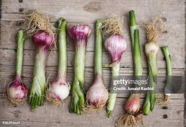 shoots and bulbs of spring onion with roots - bahawalpur stock-fotos und bilder