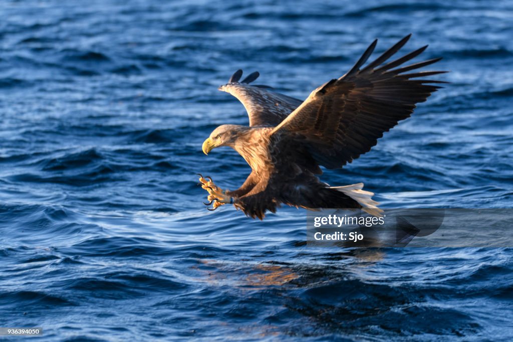 Seeadler oder Seeadler fangen einen Fisch in einem Fjord in der Nähe von Vesteralen Insel in Nord-Norwegen