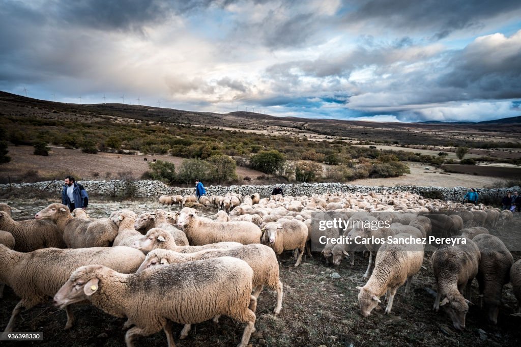 Sheeps in the countryside of Spain