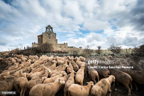 sheeps in a transhumant route in spain - transhumance stock pictures, royalty-free photos & images