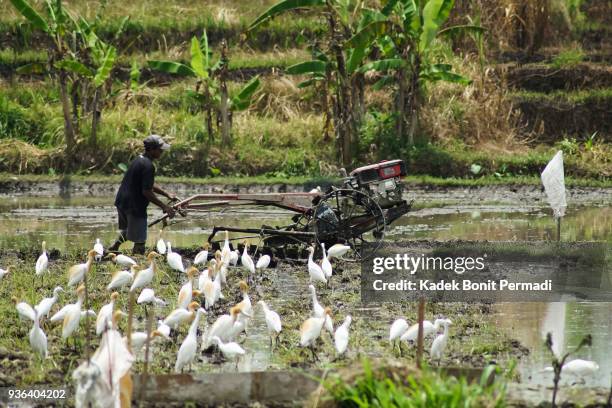 traditional balinese farmers - batik process stock pictures, royalty-free photos & images