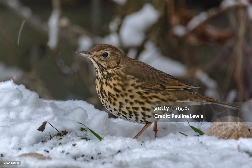 Song Thrush