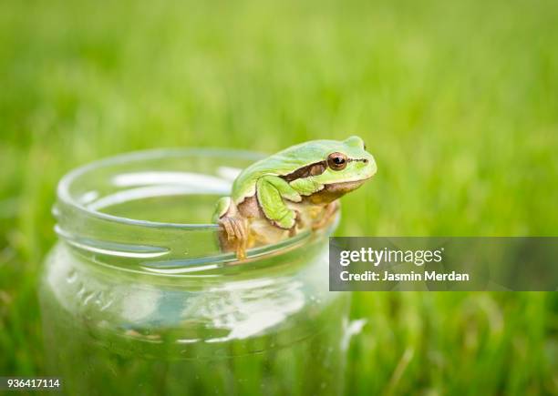 frog on grass - frosch stock-fotos und bilder