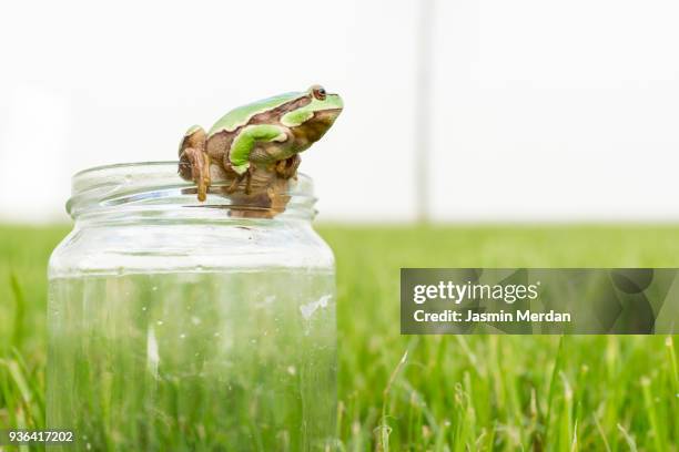 frog on grass - frog jump stock pictures, royalty-free photos & images