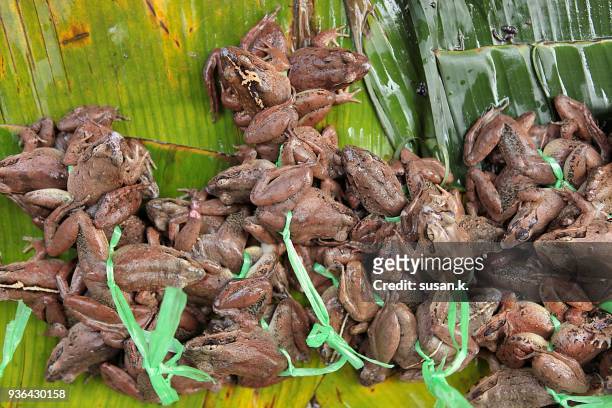 abundance of live frogs for sale at the fresh open market. - indonesia street market stock pictures, royalty-free photos & images