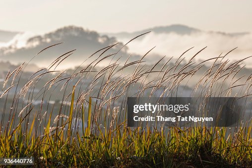 CORTADERIA SELLOANA on mountain