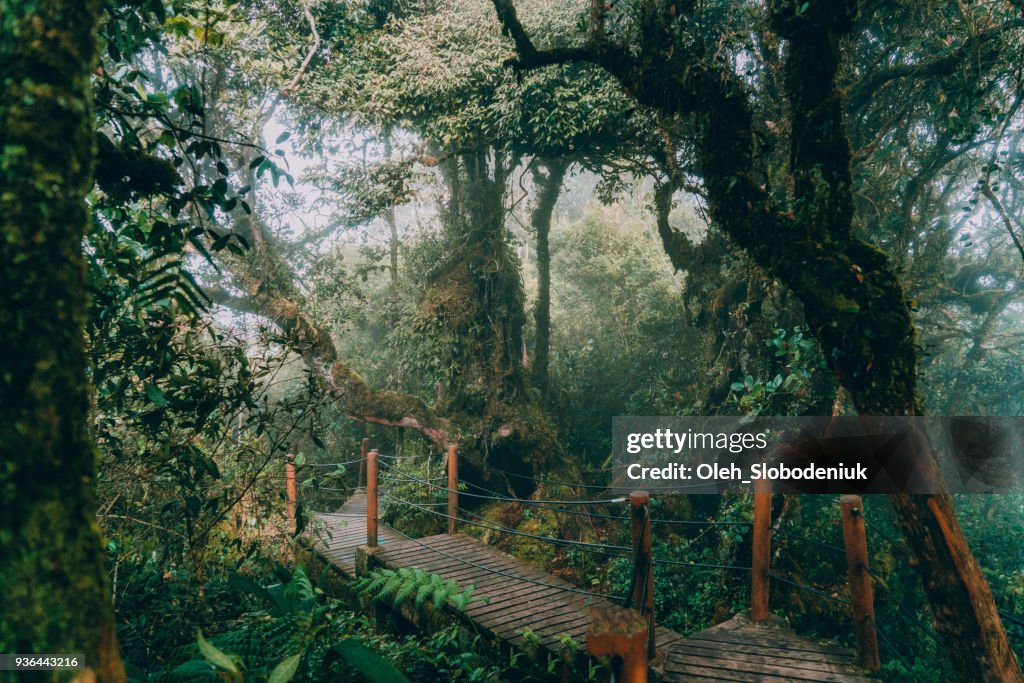 Malerische Aussicht auf moosigen Wald