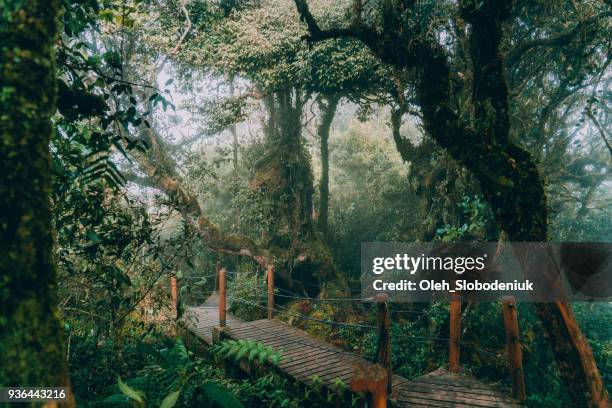 scenic view of mossy forest - cameron highlands stock pictures, royalty-free photos & images