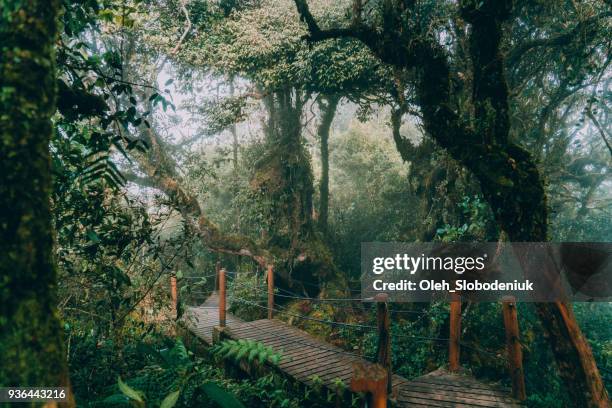 scenic view of mossy forest - moss stock pictures, royalty-free photos & images