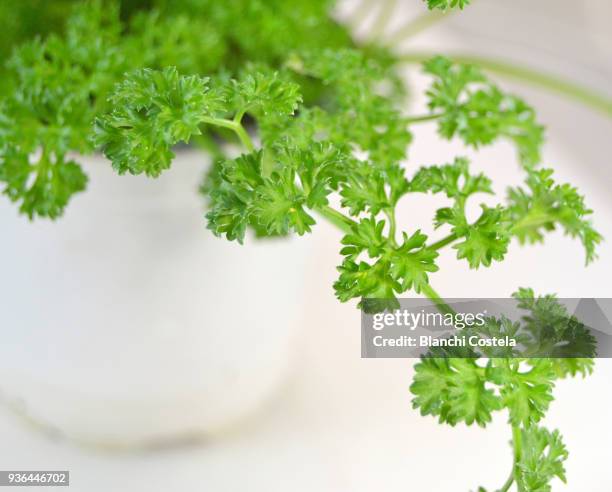 curly parsley plant in a white pot - italian parsley stock pictures, royalty-free photos & images