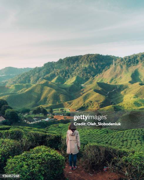 woman looking at tea plantations - malaysia landscape stock pictures, royalty-free photos & images