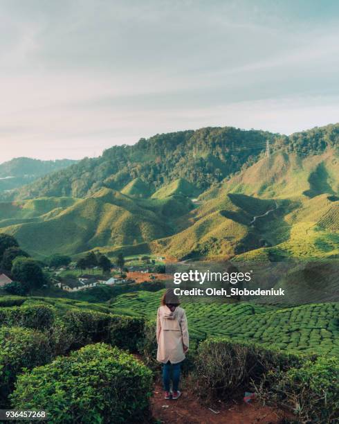 woman looking at tea plantations - sri lanka imagens e fotografias de stock
