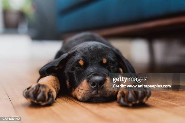 rottweiler puppy sleeping in living room - rottweiler imagens e fotografias de stock