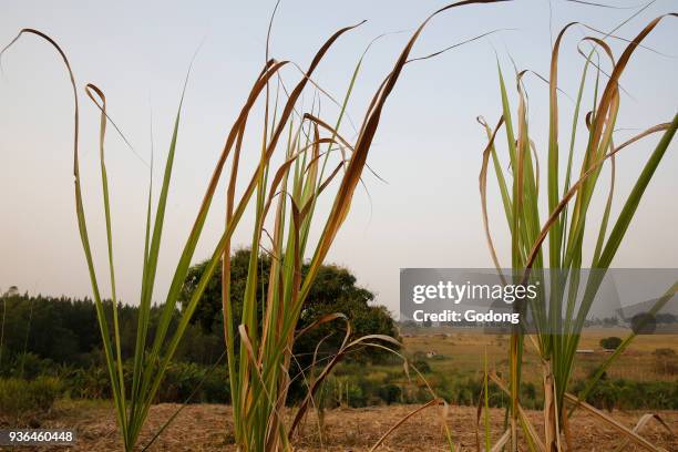 Harvested sugarcane plantation. Uganda.