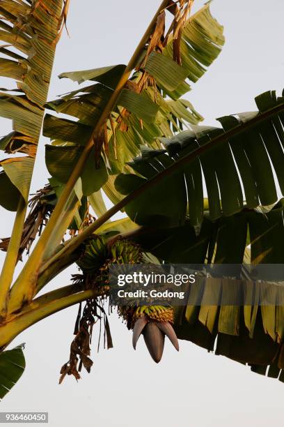 Banana tree. Uganda.