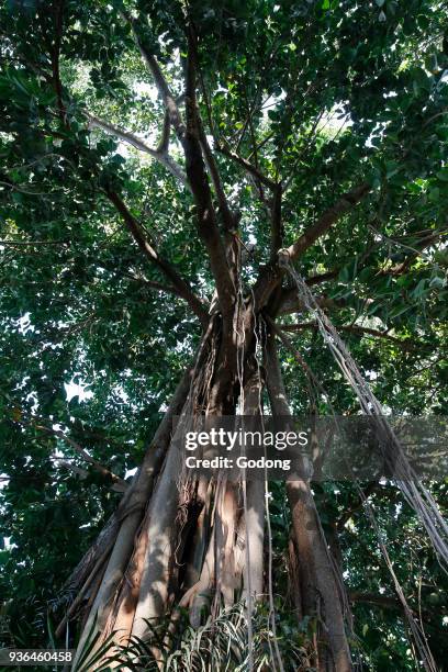 Tree in Entebbe botanical gardens. Uganda.