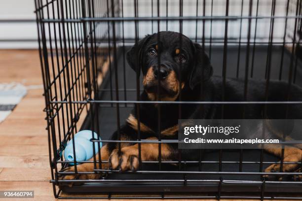 rottweiler puppy inside his crate - puppy crate stock pictures, royalty-free photos & images