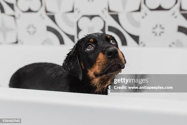 rottweiler puppy in bath tub - gatineau stock pictures, royalty-free photos & images