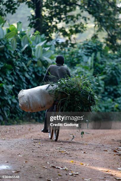 Man on a loaded bicycle in Entebbe botanical gardens. Uganda.