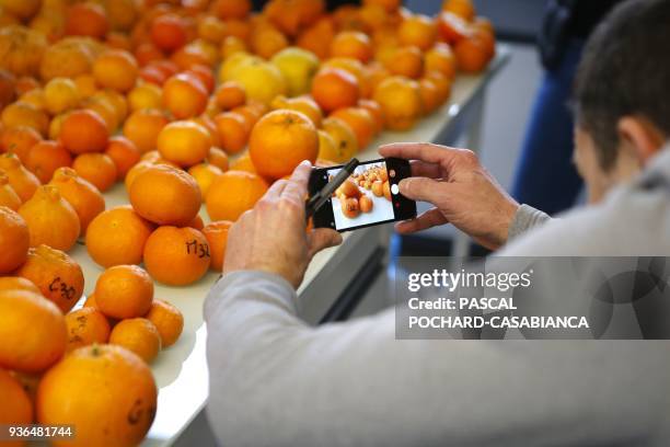 Journalist takes picture of different kinds of clementines at the INRA agrumes research center in San-Guiliano on March 20, 2018 on the French...