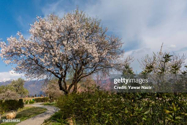 Almond blossom trees in full bloom in the Baadam Vaer or the Almond Alcove on March 22, 2018 in Srinagar, the summer capital of Indian administered...