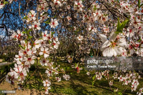 Almond blossom trees in full bloom in the Baadam Vaer or the Almond Alcove on March 22, 2018 in Srinagar, the summer capital of Indian administered...