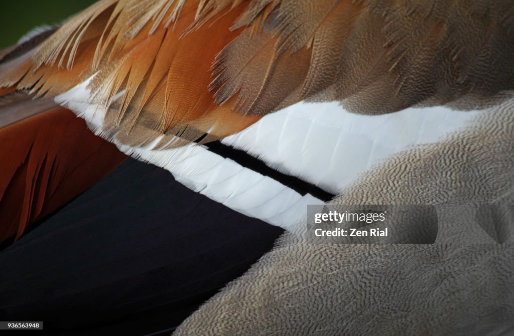 Egyptian goose (Alopochen aegyptiaca) wing feathers close-up