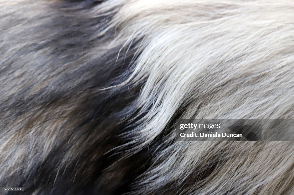 Keeshond fur close-up