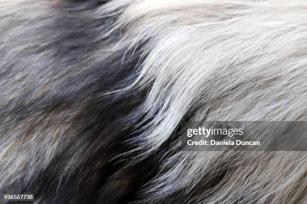 keeshond fur close-up - mamífero fotografías e imágenes de stock