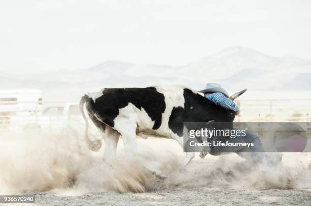 steer wrestling cowboy bei einem lokalen rodeo-event - zügel stock-fotos und bilder