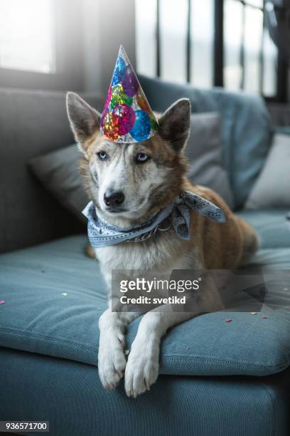 lindo perro celebrando su cumpleaños - bithday fotografías e imágenes de stock