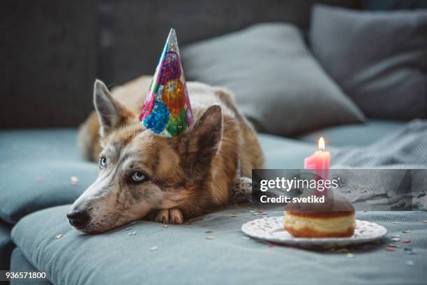 lindo perro celebrando su cumpleaños - bithday fotografías e imágenes de stock