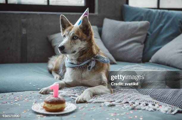 lindo perro celebrando su cumpleaños - bithday fotografías e imágenes de stock