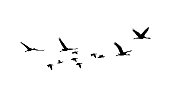 Common Crane and Greater white-fronted goose in flight silhouettes