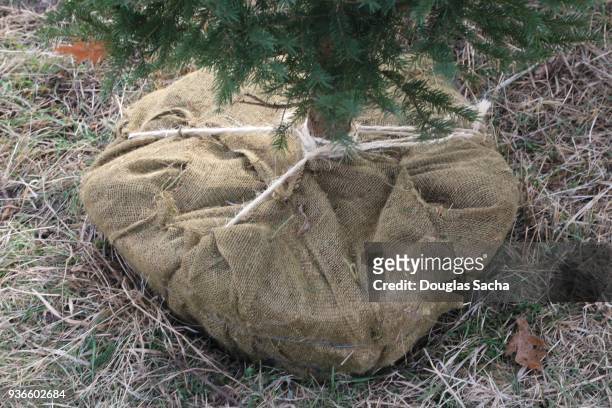 tree roots wrapped in a burlap sack for transplant - douglas fir stock-fotos und bilder