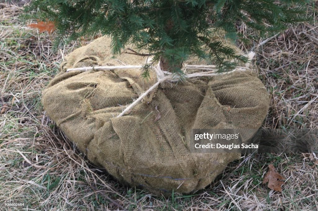 Tree roots wrapped in a burlap sack for transplant