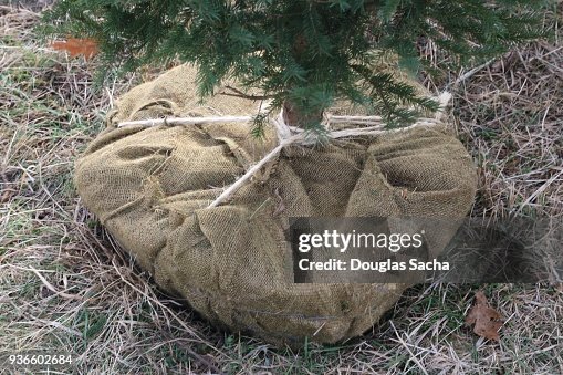 Wrapped Roots Tree Tree Roots Wrapped In A Burlap Sack For Transplant High-Res Stock Photo ...