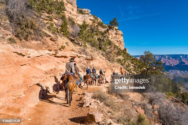 mensen op muilezel rijden adventure tour in grand canyon arizona usa - mules stockfoto's en -beelden