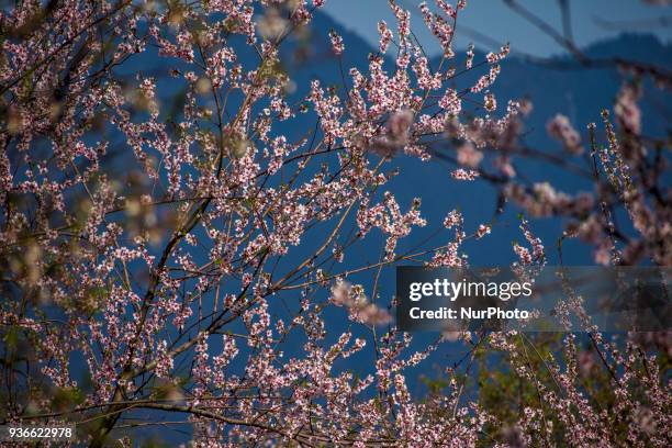 Almond blossom in the almond garden in Baadam Vaer Park on March 22, 2018 in Srinagar, the summer capital of Indian administered Kashmir, India. The...