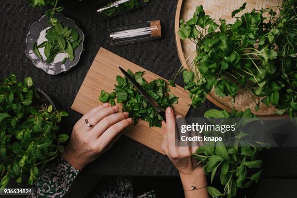 woman cutting various fresh leaf herbs like sage basil oregano thyme - basil leaf stock pictures, royalty-free photos & images