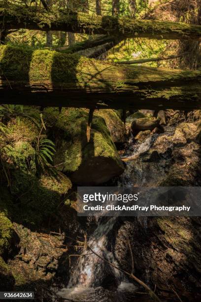 water under the logs - click below stock pictures, royalty-free photos & images