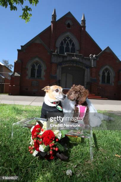 Minnie' the poodle and 'George' the Jack Russel-chihuahua prepare for their wedding at Gasworks in Albert Park on December 2, 2009 in Melbourne,...